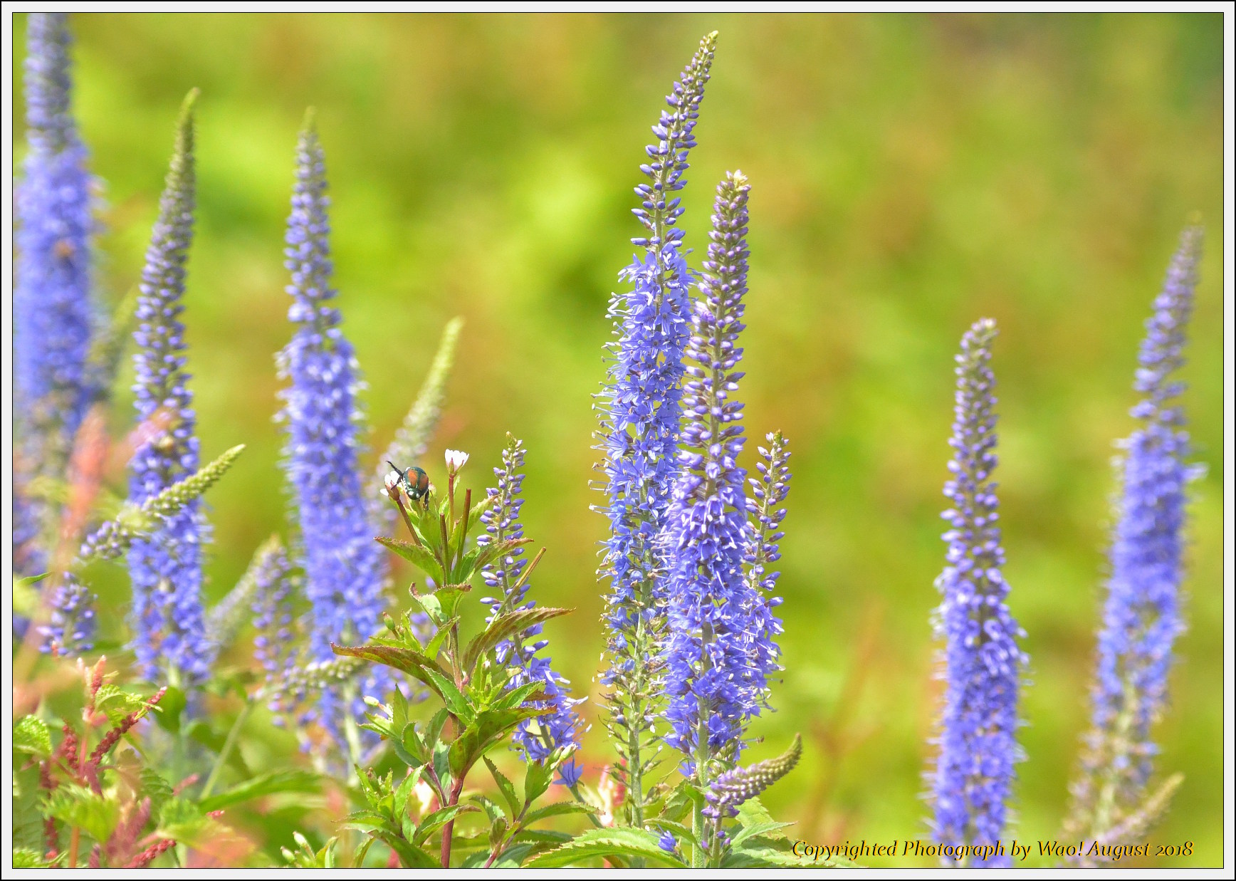 伊吹山お花畑に咲く花_c0198669_11190454.jpg