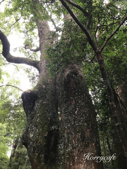 夏の伊勢神宮参拝記② ～内宮編_d0158279_16243384.jpg