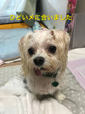 b0193480_19551046.jpeg