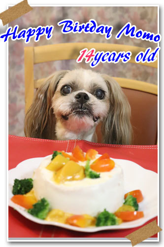 モモの14歳誕生日 犬用ケーキを作ってお祝い 週末は 愛犬モモと永吉 拓海とお出かけ Kimi S Eye