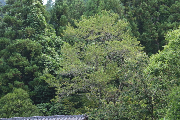 c0358784_12350848.jpg