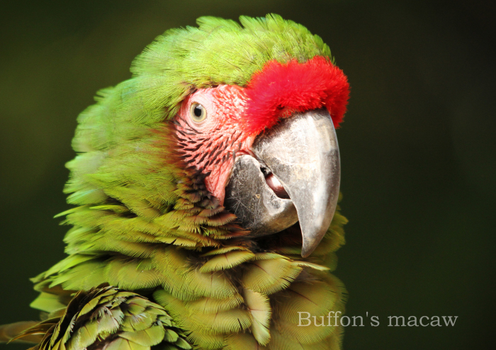 ヒワコンゴウインコ：Buffon\'s macaw _b0249597_05473002.jpg