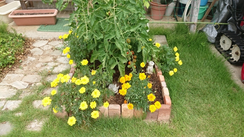 ミニポタジェのその後と秋の庭 今から 花 ミニポタジェのその後と秋の庭 今から 花