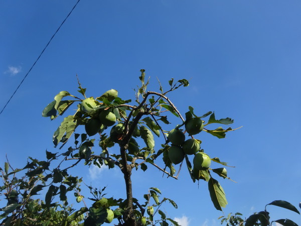 f0231709_17153754.jpg