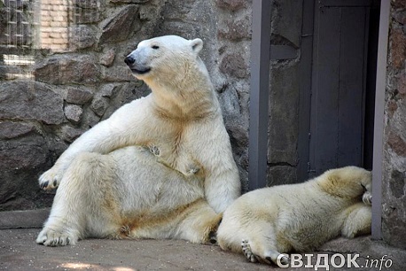 ウクライナ・ムィコラーイウ動物園の赤ちゃんの性別は「雌(メス)」と判明 ～ 同園は名前を公表せず_a0151913_2217644.jpg