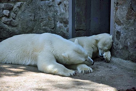 ウクライナ・ムィコラーイウ動物園の赤ちゃんの性別は「雌(メス)」と判明 ～ 同園は名前を公表せず_a0151913_22293632.jpg