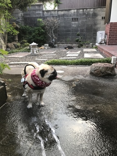 d0377714_12505954.jpeg
