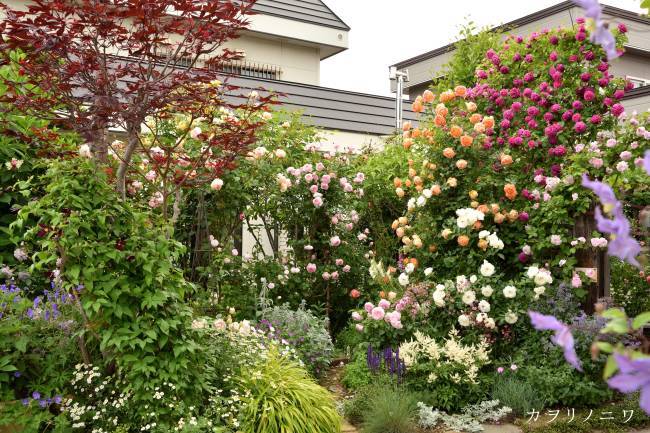 庭のバラ Four varieties of second-blooming roses currently blooming
