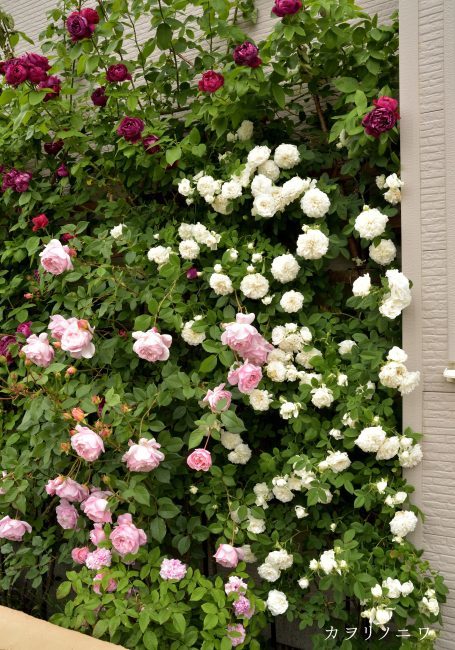 薔薇の庭 6月後半の庭風景 : カヲリノニワ