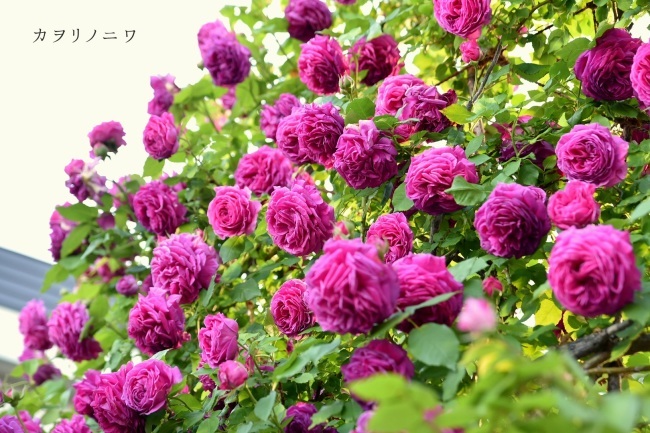 薔薇の庭 6月後半の庭風景 : カヲリノニワ