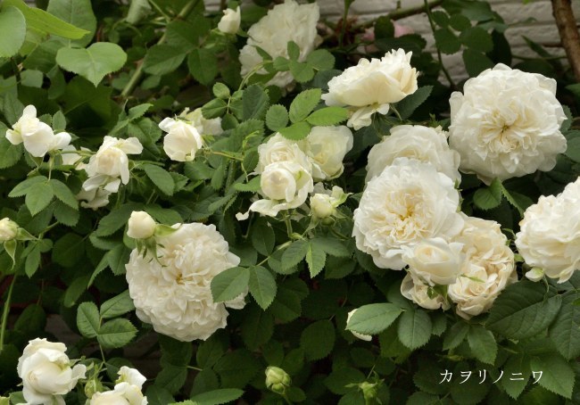 薔薇の庭 6月後半の庭風景 : カヲリノニワ