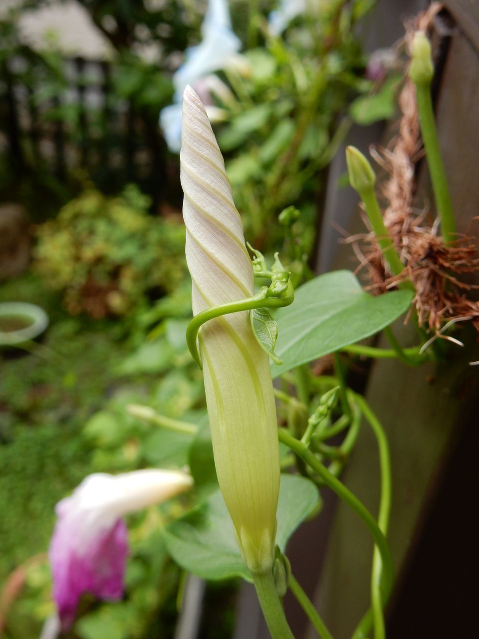 自縄自縛?_c0025115_21081709.jpg