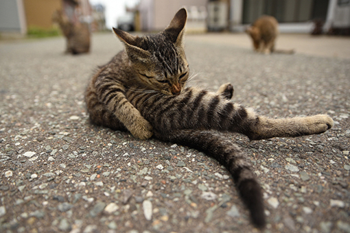 灯台猫たち2018.08.03(1)/2018.08.10_b0259218_06335011.jpg