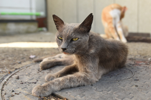 灯台猫たち2018.08.03(1)/2018.08.10_b0259218_07031566.jpg