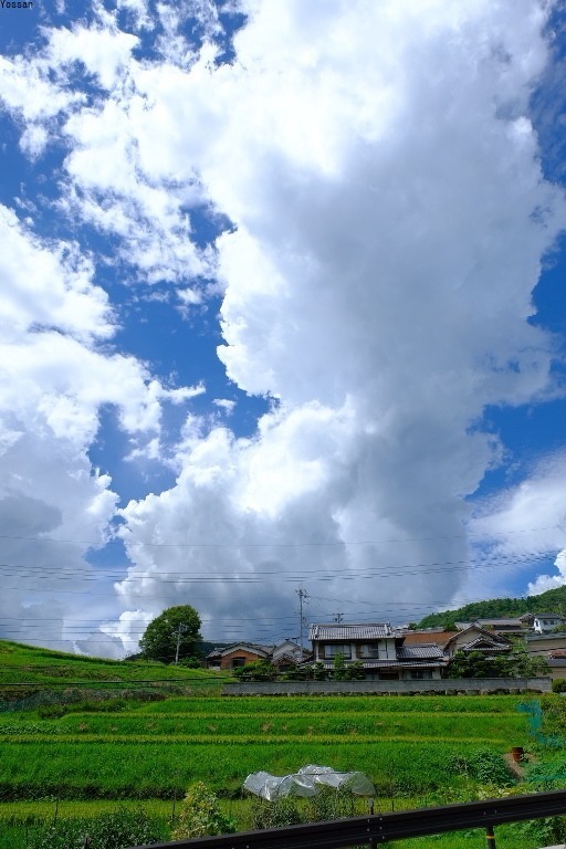 夏の曽爾高原_a0300829_13533276.jpg