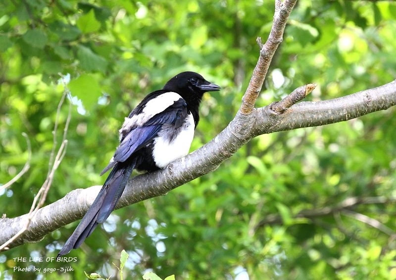 カササギは国の天然記念物 : THE LIFE OF BIRDS ー 野鳥つれづれ記 カササギは国の天然記念物 : THE LIFE OF BIRDS ー 野鳥つれづれ記