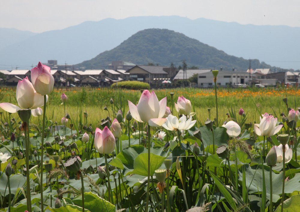 橿原市　藤原宮跡　大和三山とハス_c0108146_21455771.jpg