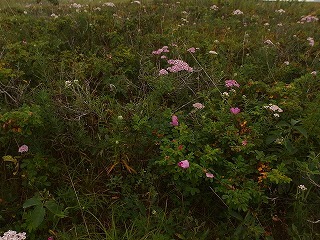 ワッカ原生花園に熊出没の看板あり_e0004756_20132440.jpg