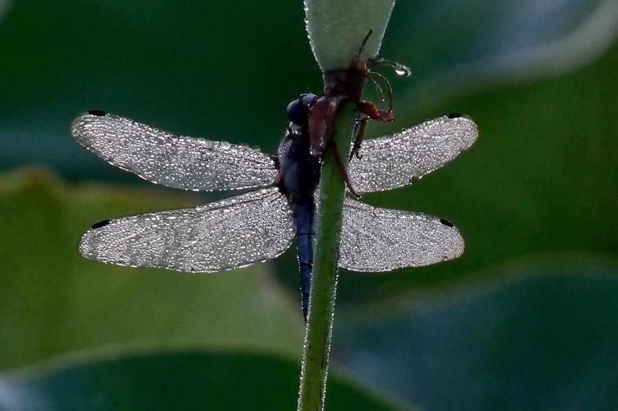 e0173358_1038219.jpg