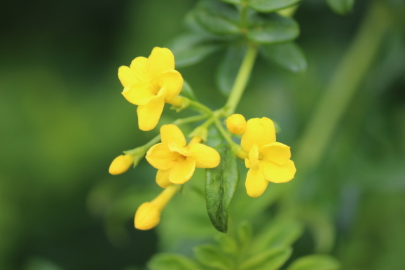 カロライナジャスミン ひげ爺の花便り