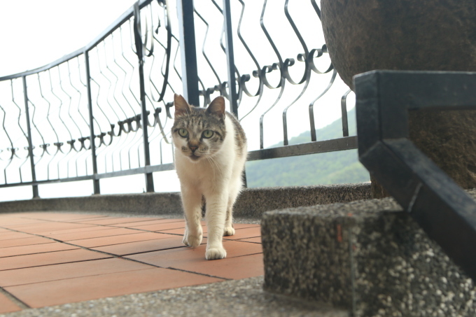 本和堂的台湾指南④~朝の九份はハウルの動く城なのだ~_f0358360_20431526.jpg