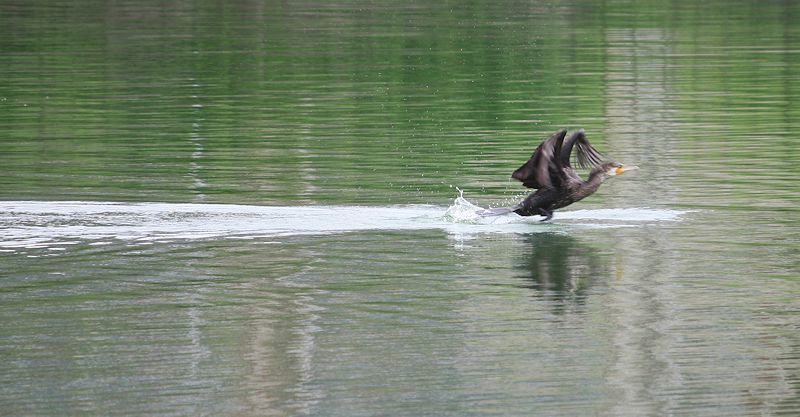 今日の鳥さん　180810_a0020763_00005762.jpg