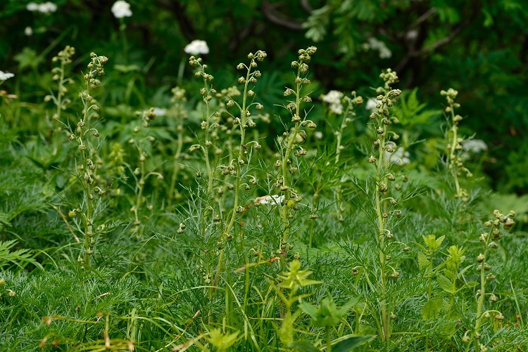 千畳敷カールの花　Vol.2_d0341880_11034270.jpg