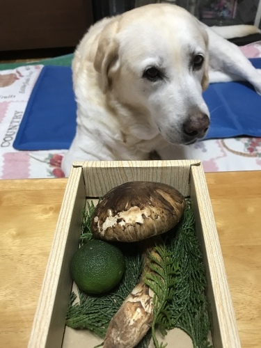 f0315081_23023241.jpeg