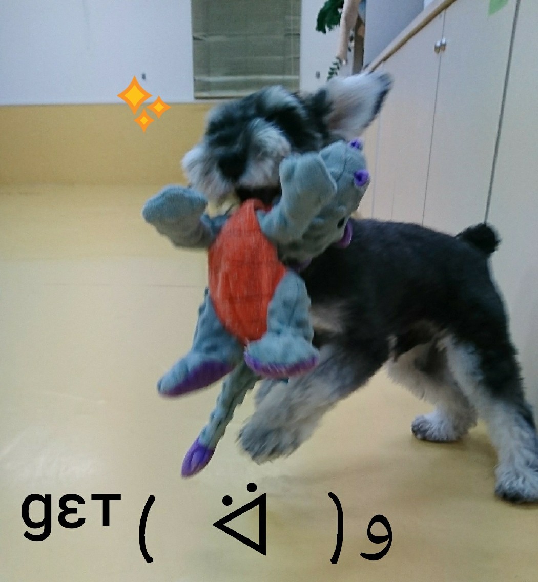 ドッグラン🏃🏃💨_f0357682_00583005.jpg