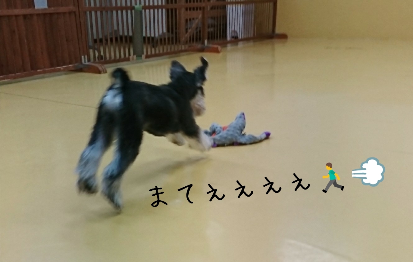 ドッグラン🏃🏃💨_f0357682_00583064.jpg