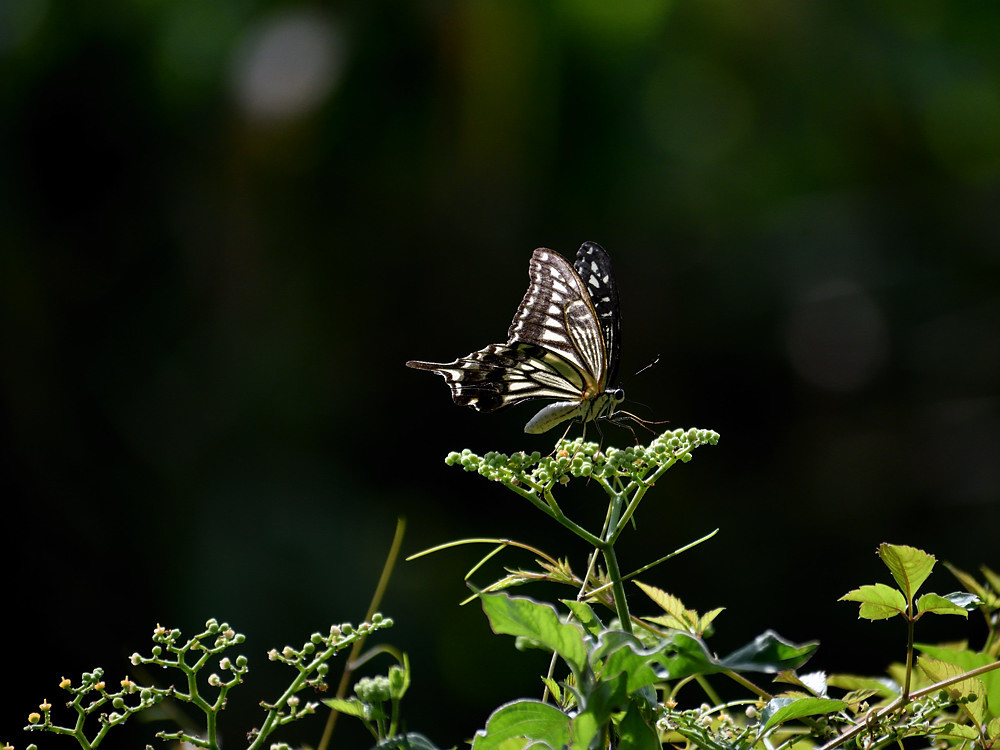 a0143491_00184384.jpg