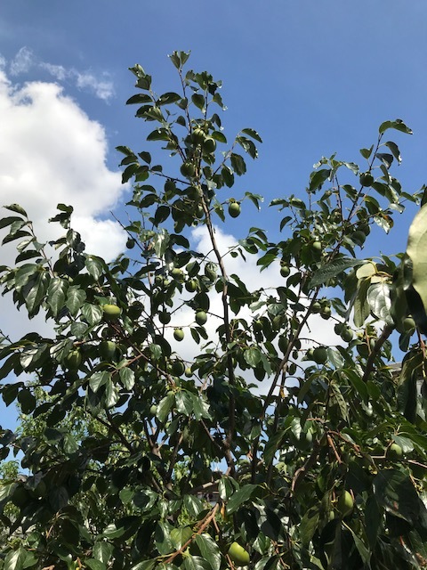 f0204295_15005971.jpg