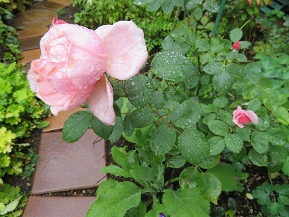 バラが咲きだすと雨　濡れた花びら_f0325309_16320024.jpg