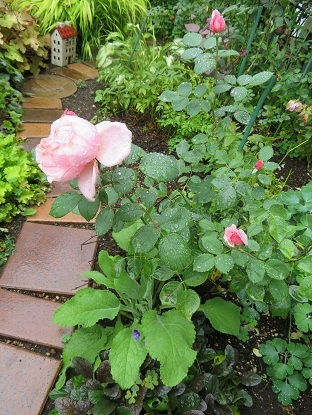 バラが咲きだすと雨　濡れた花びら_f0325309_16321517.jpg