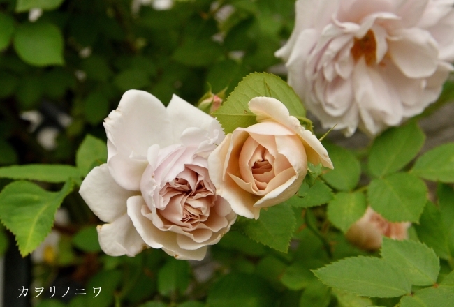 亜麻色の花弁 : カヲリノニワ