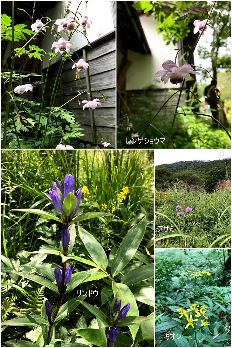 * 上州 赤城山は天然冷房 *_d0317115_16511432.jpg