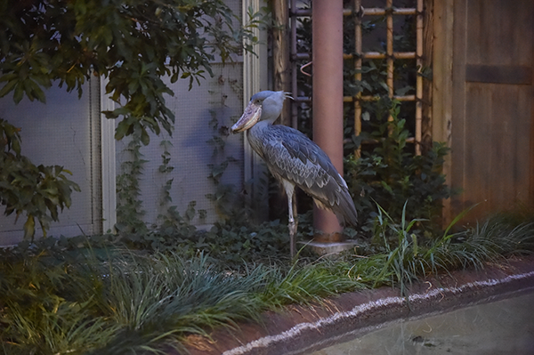 上野　夜の動物園_e0047322_23393550.png