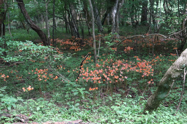 e0272335_54541.jpg