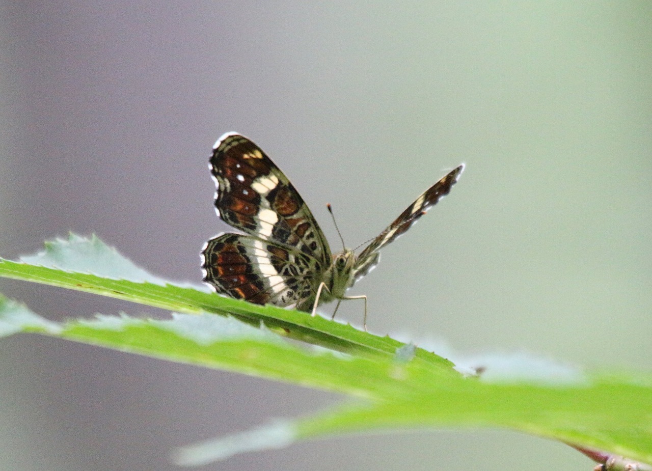 d0361041_12012912.jpg