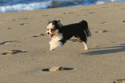 c0145250_09420247.gif