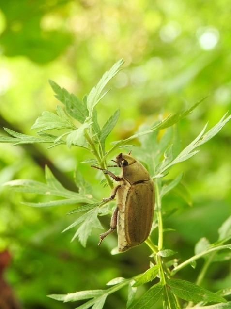 昆虫は奥が深い_d0389159_14225418.jpg