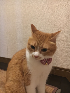 お盆終盤_f0363168_08181740.png