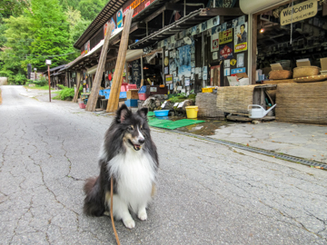 ワンコ旅　岐阜編１　福地温泉朝市＆飛騨高山_e0339076_22571903.jpg