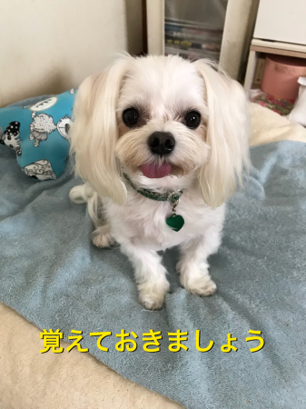 b0193480_14461741.jpeg