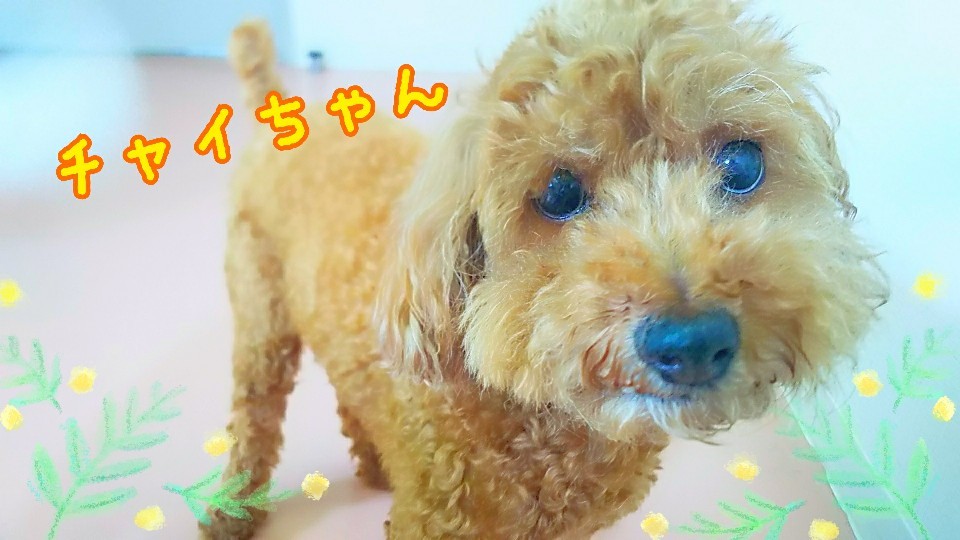 なでなで~が好きなのです💕_f0357682_11014541.jpg