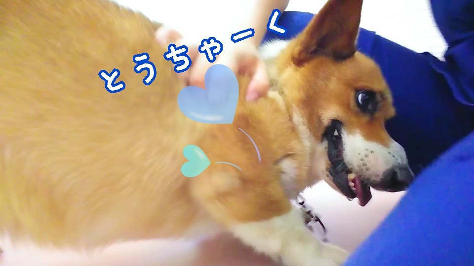なでなで~が好きなのです💕_f0357682_11024826.jpg