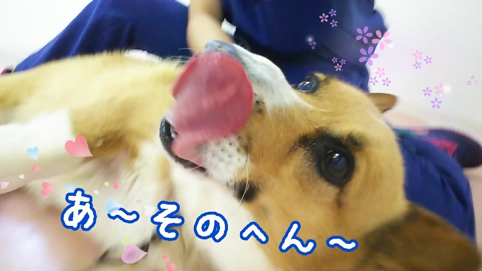 なでなで~が好きなのです💕_f0357682_11025829.jpg