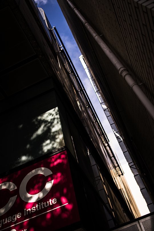 Shadows Carved By Afternoon Light And Boulevard Trees_d0353489_22352238.jpg
