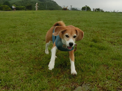 a0319693_7532630.jpg