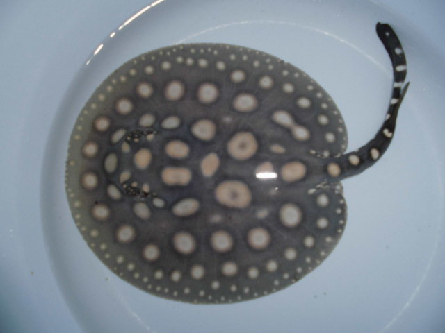 e0143096_11450509.jpg